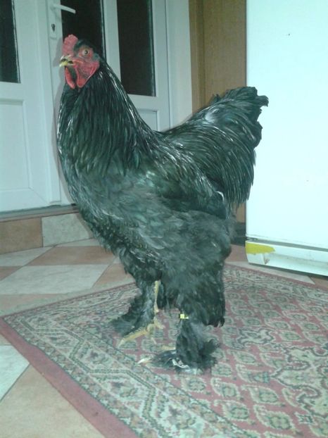 received_2037776623167682 - Brahma Negru pentru 2018