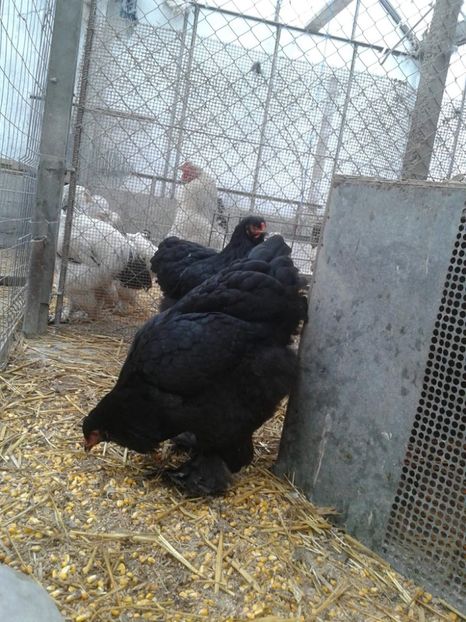 received_2037776603167684 - Brahma Negru pentru 2018