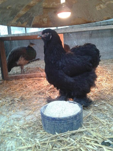 received_2037776633167681 - Brahma Negru pentru 2018