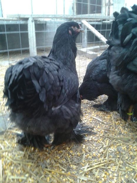 received_2037776569834354 - Brahma Negru pentru 2018