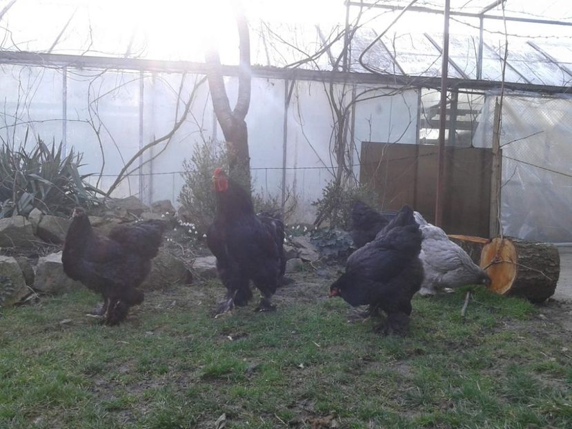 received_2037776556501022 - Brahma Negru pentru 2018