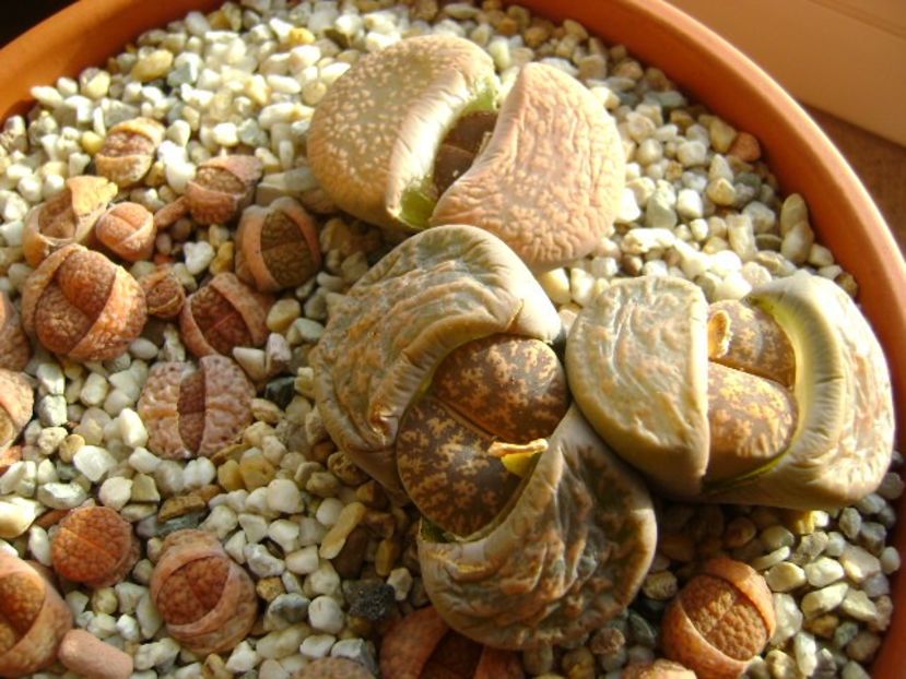 Lithops - Suculente 2018