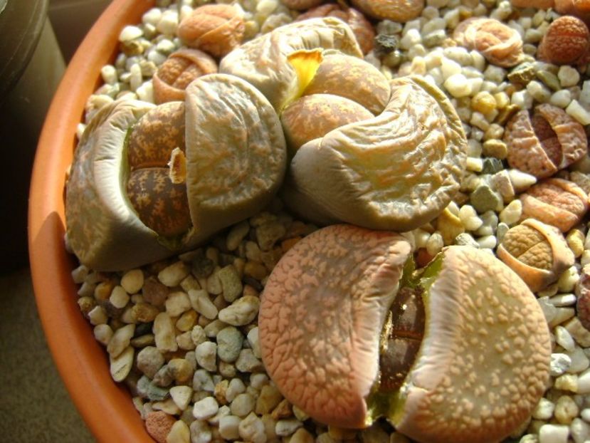 Lithops - Suculente 2018