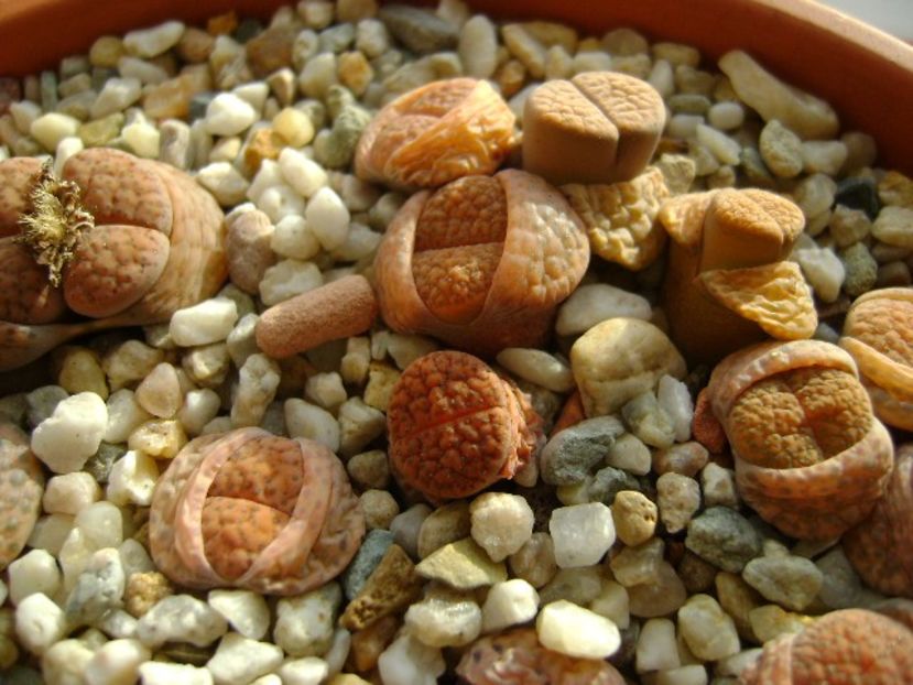 Lithops - Suculente 2018