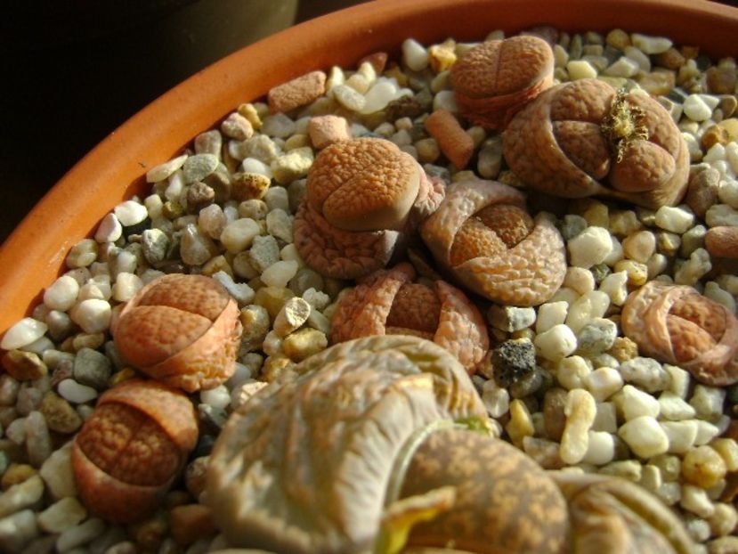 Lithops - Suculente 2018