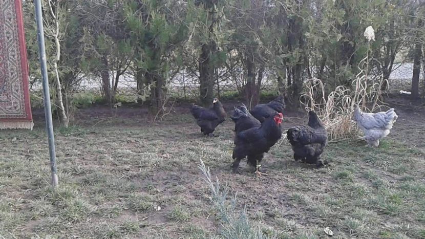 received_2037776419834369 - Brahma Negru pentru 2018