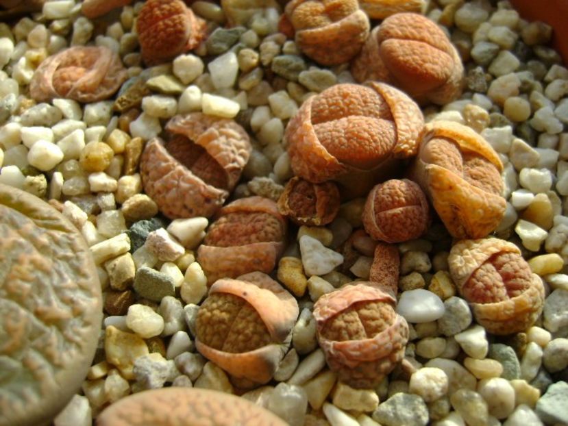 Lithops - Suculente 2018