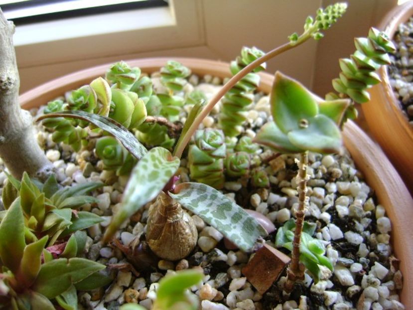 Ledebouria socialis, boboci - Suculente 2018