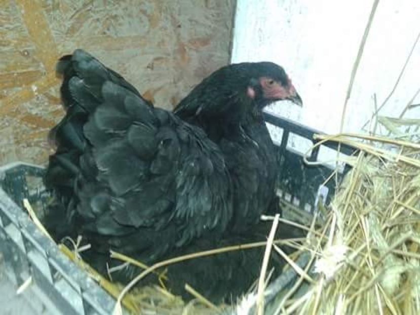 received_2037776316501046 - Brahma Negru pentru 2018