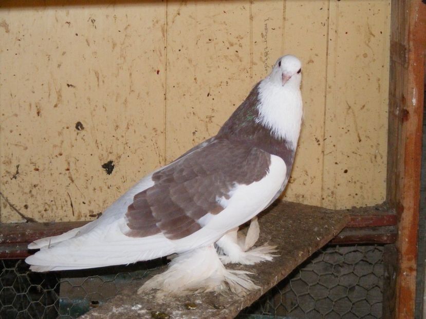 Femela per1 - Porumbei tapalagosi care nui mai detin