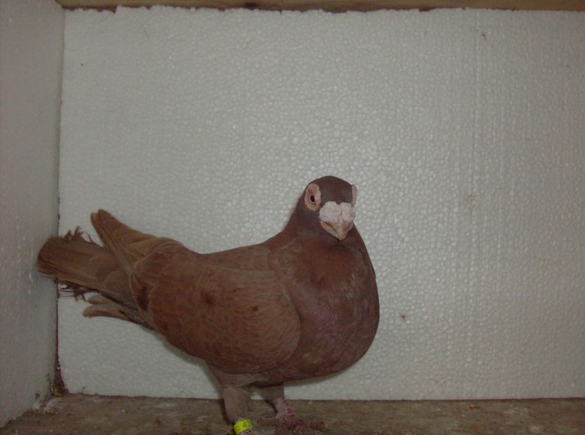 femela 2017 - Carunculati de oradea