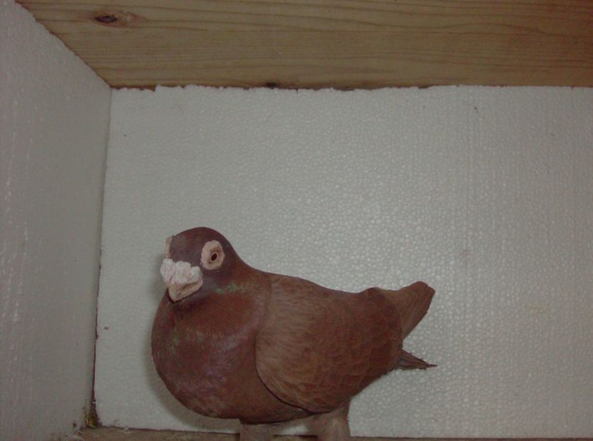  - Carunculati de oradea