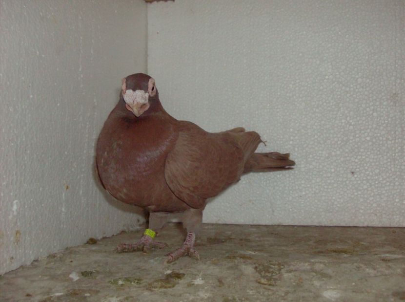  - Carunculati de oradea