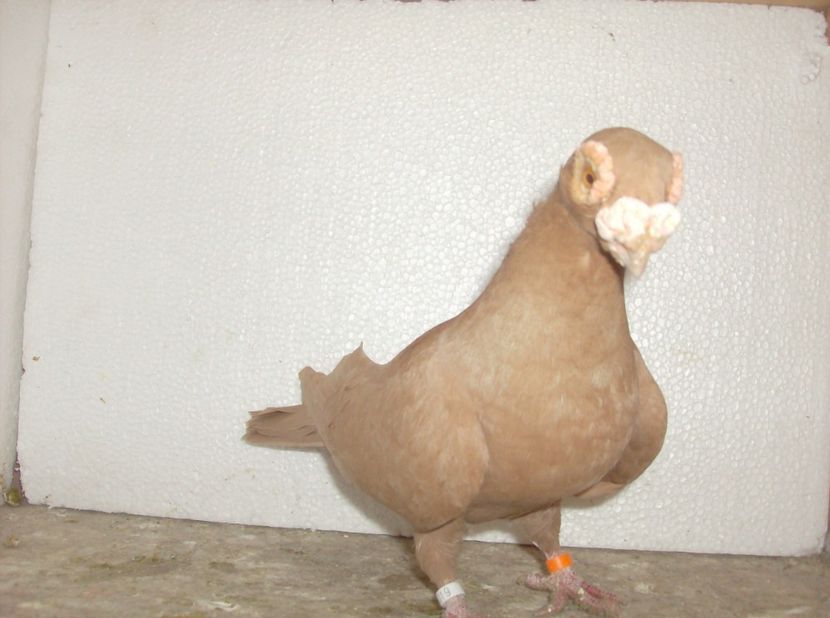  - Carunculati de oradea