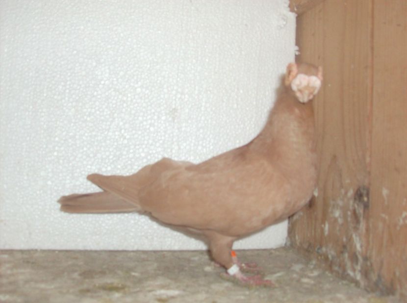  - Carunculati de oradea