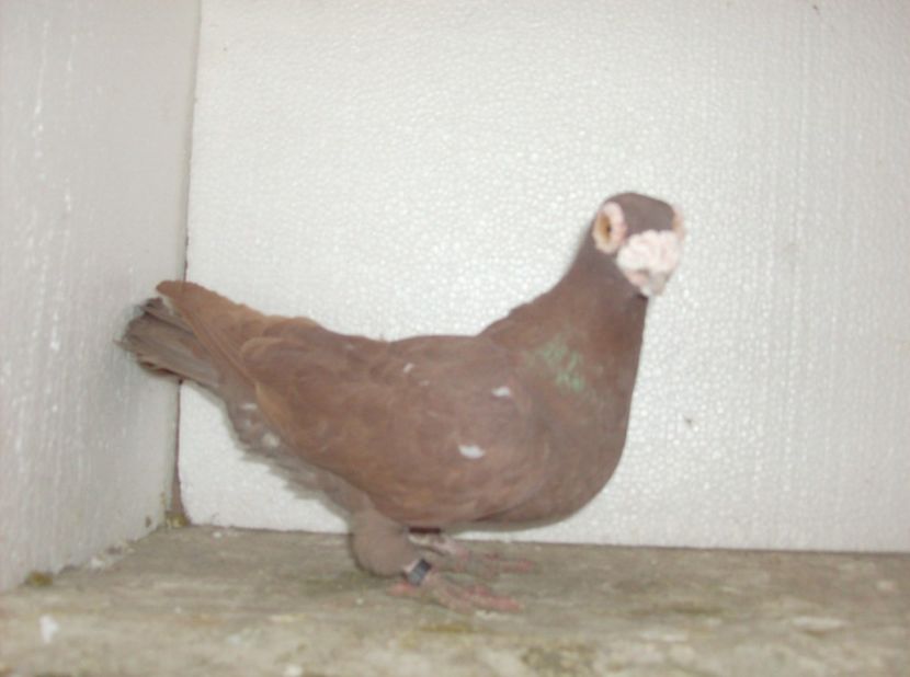  - Carunculati de oradea