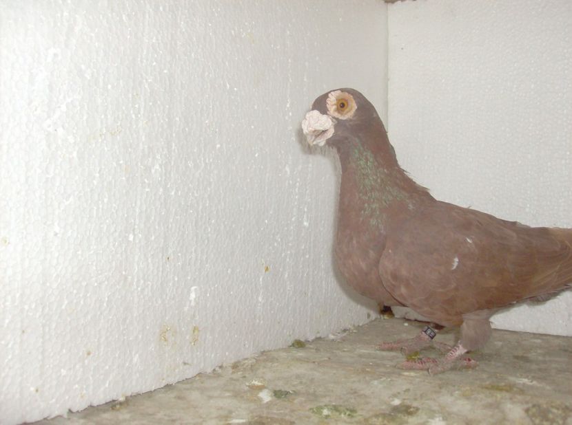  - Carunculati de oradea