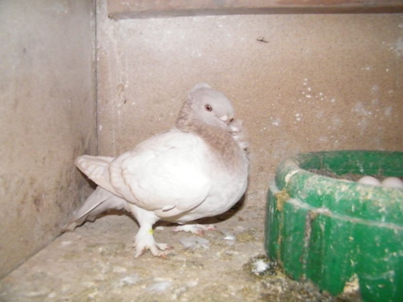  - vanzare blondineti blueti