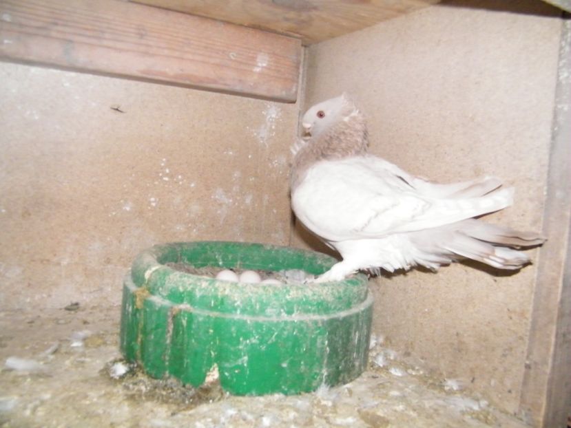  - vanzare blondineti blueti