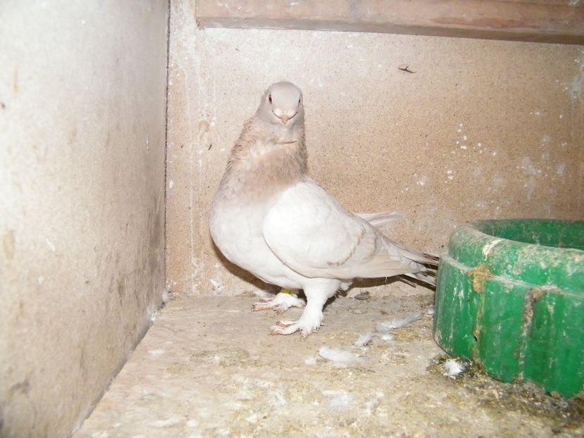  - vanzare blondineti blueti