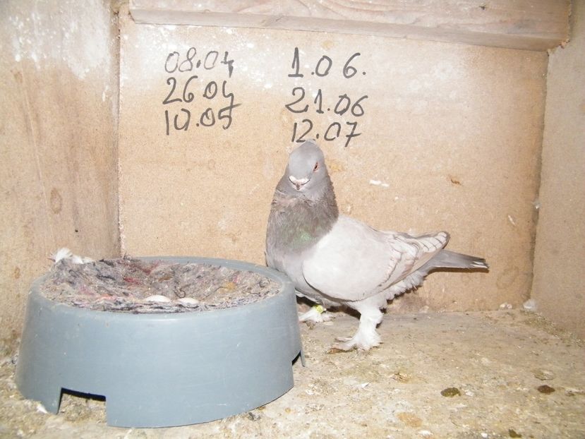  - vanzare blondineti blueti