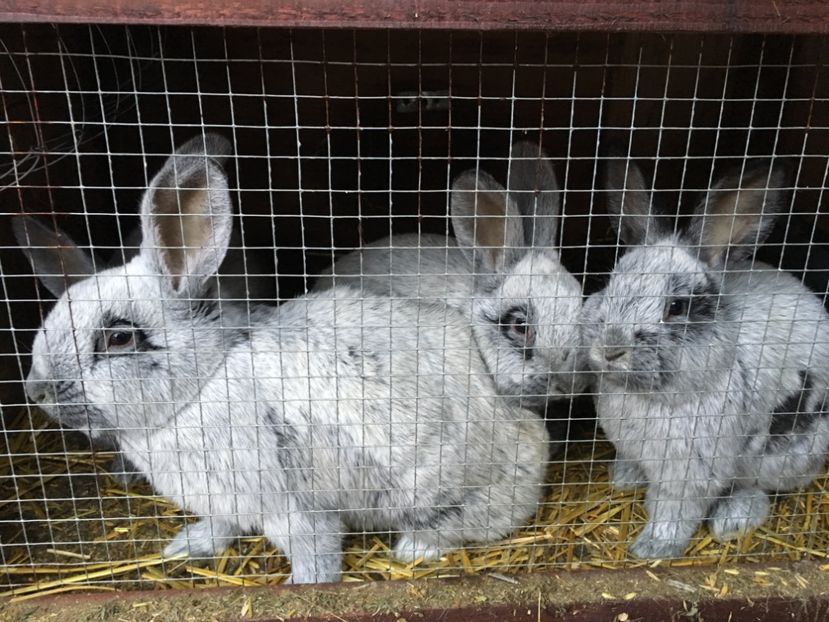 4 M in 05.02.18 - 2 Cuib 21-10-2017 - 7 pui