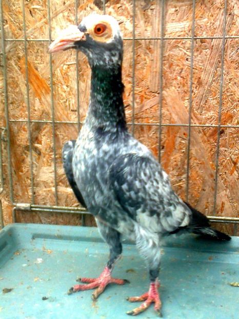 Femela 2, 2017 - G ___ C A R I E R I