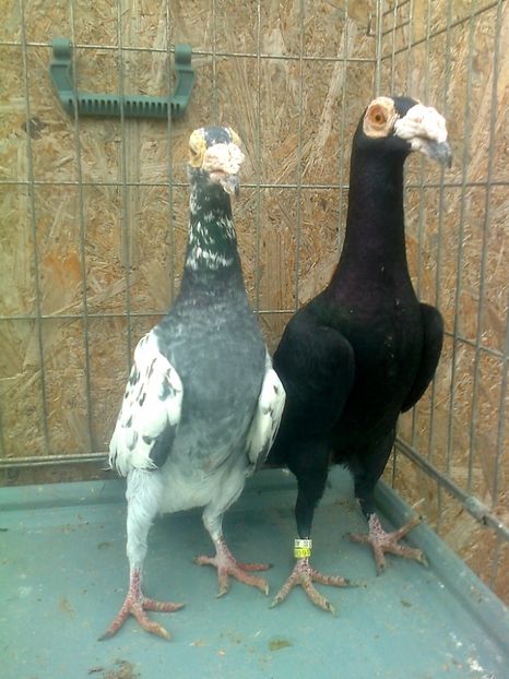 Perechea 2 - G ___ C A R I E R I