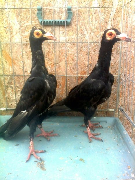 Perechea 3 - G ___ C A R I E R I