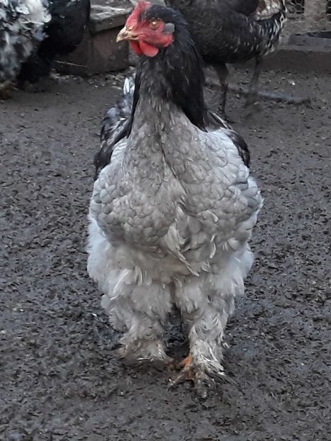  - Cochinchina urias albastru