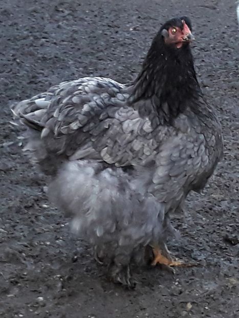  - Cochinchina urias albastru