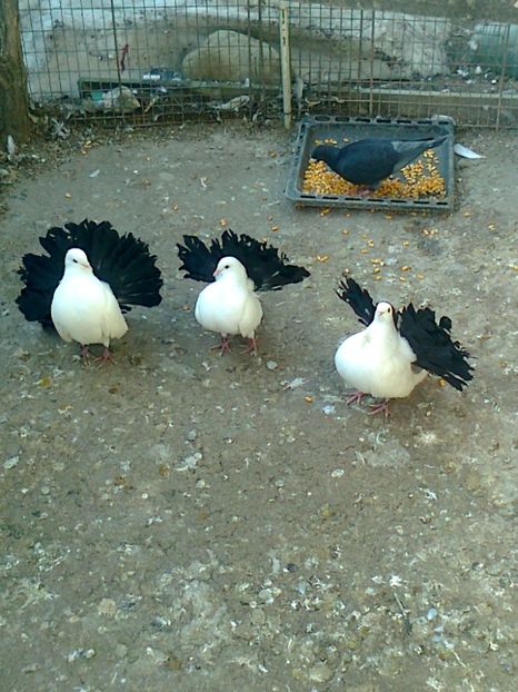 Fotografie0213 - K ___ ACHIZITI 2019