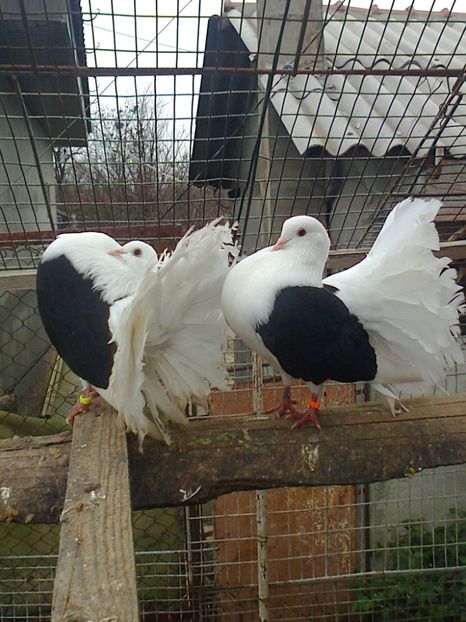 Fotografie0565 - K ___ ACHIZITI 2019