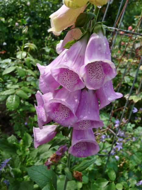  - Digitalis - Degetel