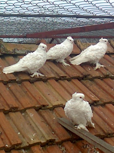 fotografie2858_001 - K ___ ACHIZITI 2019