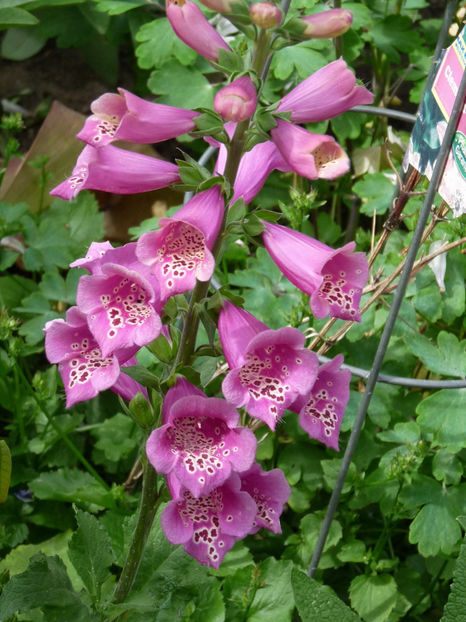  - Digitalis - Degetel