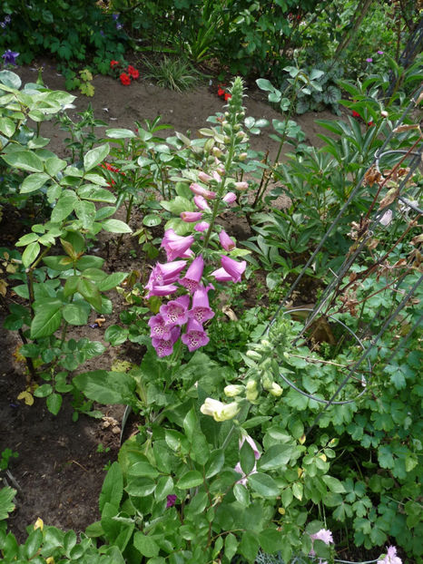  - Digitalis - Degetel