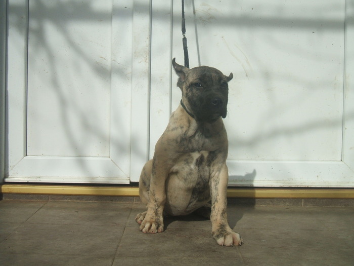 iris - tineret promitator Dogo Canario