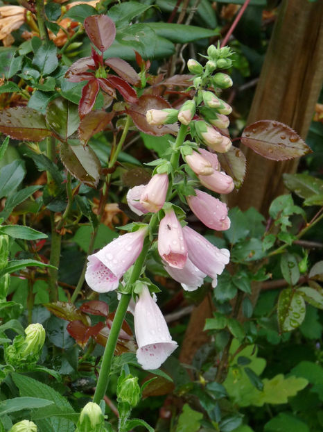  - Digitalis - Degetel
