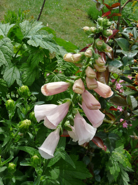  - Digitalis - Degetel