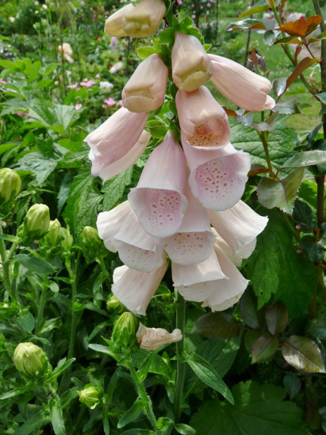  - Digitalis - Degetel