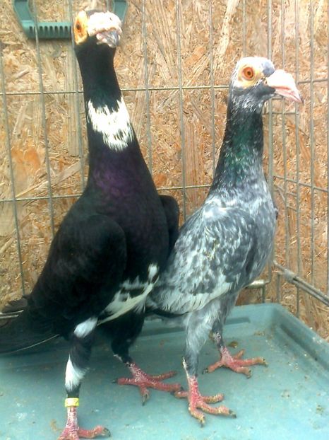 fotografie3338_001 - K ___ ACHIZITI 2019