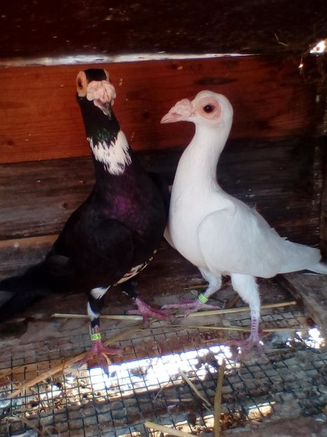 img_20180126_153433_001 - K ___ ACHIZITI 2019