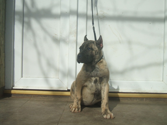 iris - tineret promitator Dogo Canario