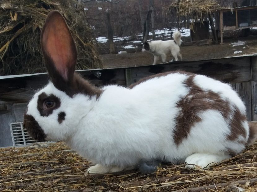 M 2017 5 luni - Vanduti