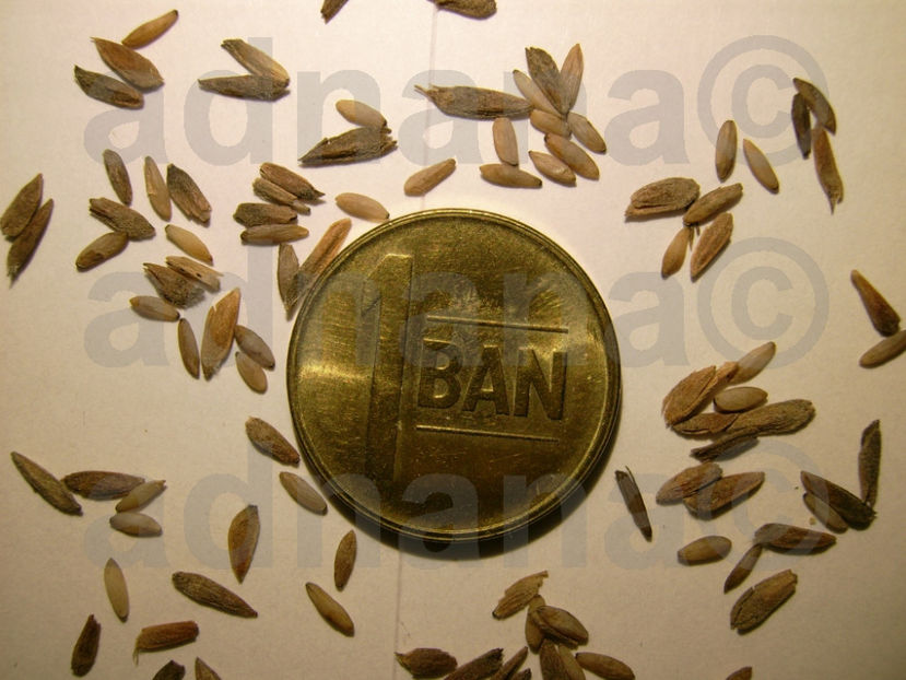  - Clematis tangutica