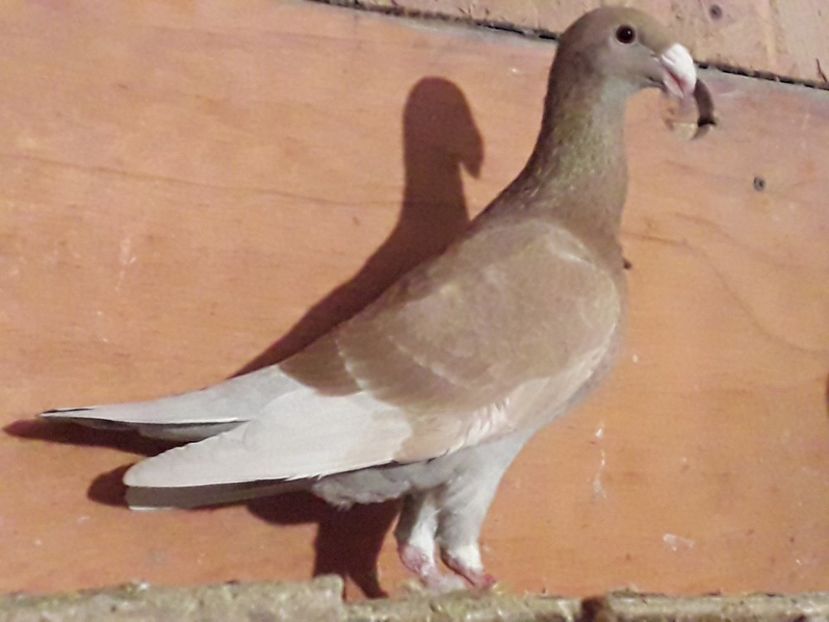  - Pui voiajori germani 2017