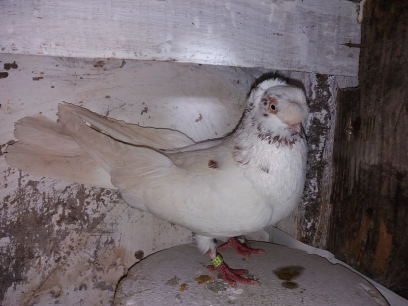 9032  mascul  2017 - Plecați ALBUM 1