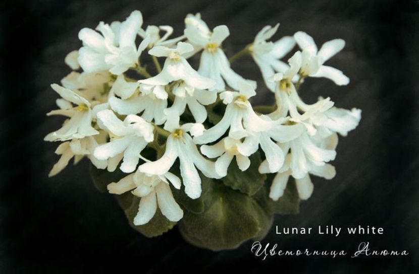 Lunar Lily White epuizat - Aw Poze net