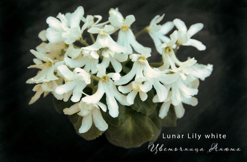 Lunar Lily White epuizat - AA Poze net